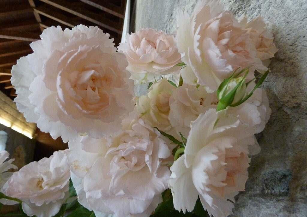 Rosier Plume d'Ange