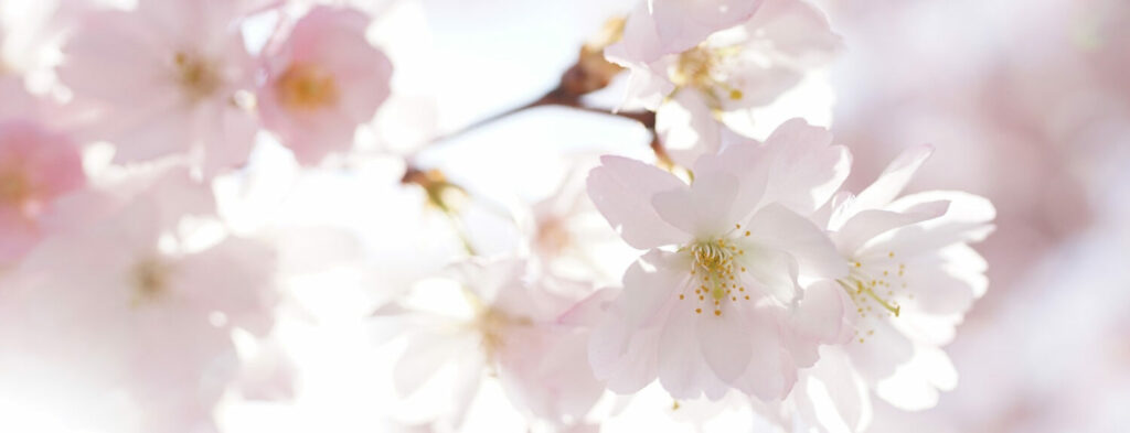 Fleurs de Sakura. Cerisier du Japon en fleurs.